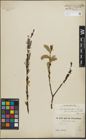 Foto von Salix lepidostachys Seemen